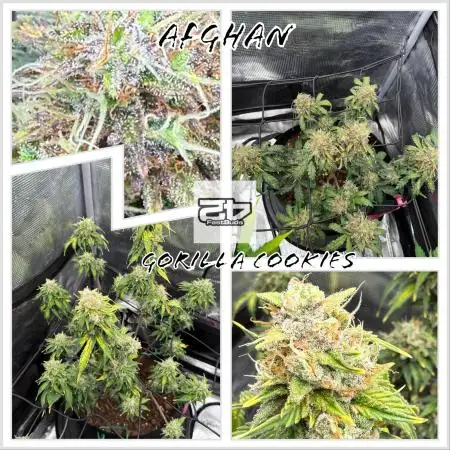 May the Kush and cookies be with you!