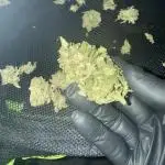 Trop cherry outdoors