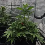 Banana Purple Punch Auto (RF3)