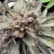 You're the berry best!