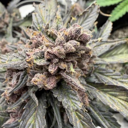 You're the berry best!