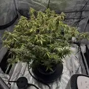 Why did the aurora get a bad review?