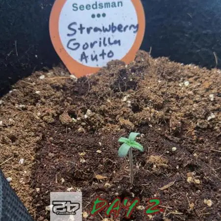 You're the berry best!