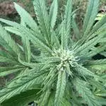 Trop cherry outdoors