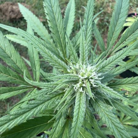 Trop cherry outdoors
