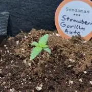 You're the berry best!