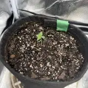 Trop cherry ( indoor )