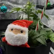 Banana Purple Punch Auto (RF3)