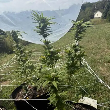 Trop cherry outdoors