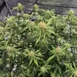 Why did the aurora get a bad review?