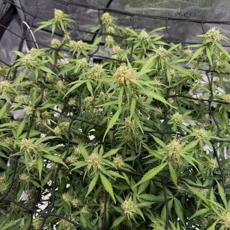 Why did the aurora get a bad review?