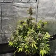 Banana Purple Punch Auto (RF3)