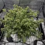 Why did the aurora get a bad review?