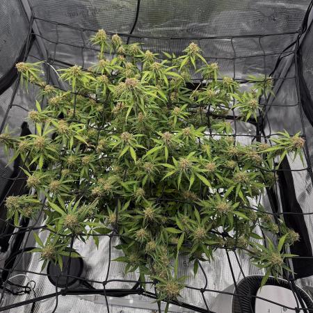 Why did the aurora get a bad review?