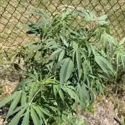 Critical Mass Outdoors