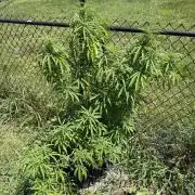 Critical Mass Outdoors