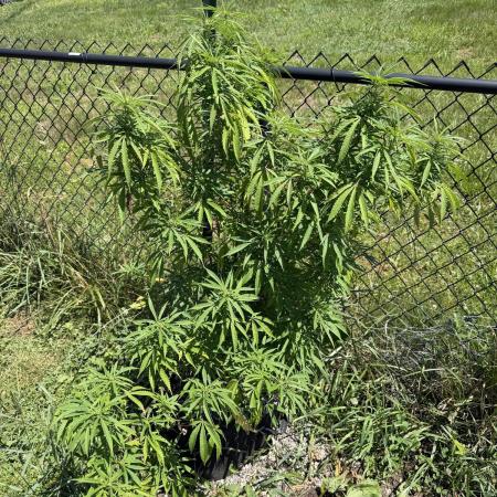 Critical Mass Outdoors