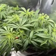 Critical mass by zamnesia