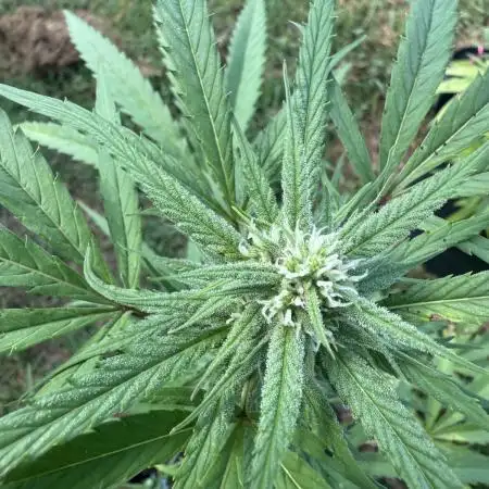 Trop cherry outdoors