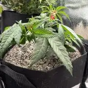 Black diamond ( Zamnesia )