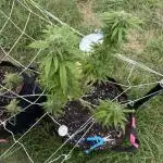 Trop cherry outdoors