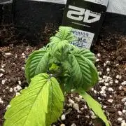 Let's make this day amethyst-ing! (RF3)