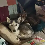 Black diamond ( Zamnesia )