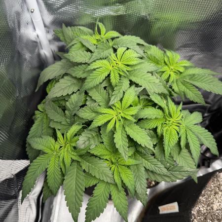 Trop cherry ( indoor )