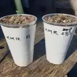 Uk outdoor (polytunnel) auto