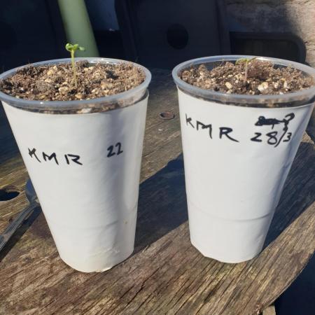 Uk outdoor (polytunnel) auto