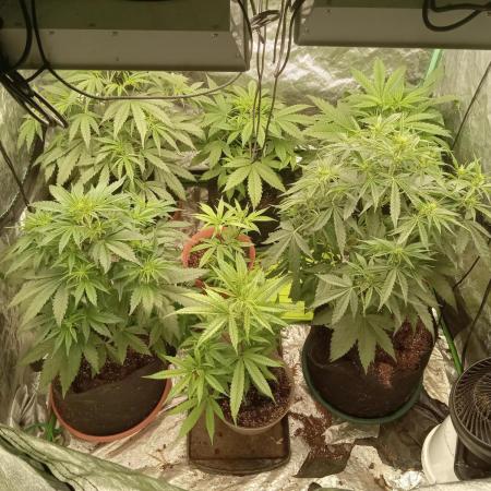 Blue dream a