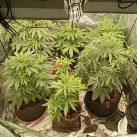 Blue dream a
