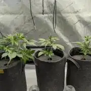 42FastBuds-Guave-Auto