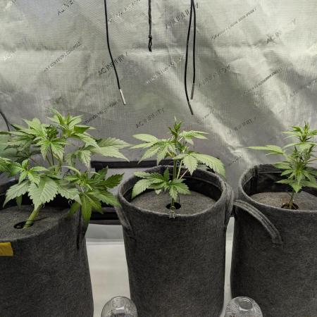 42FastBuds-Guave-Auto