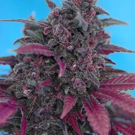 My Dark Devil LST-Experiment
