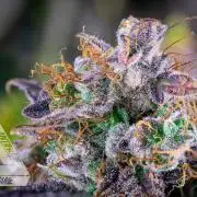 DIVINE SEEDS - Auto Northern Lights