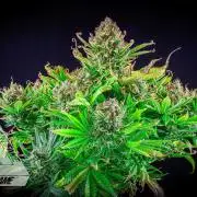 DIVINE SEEDS - Auto Black Opium