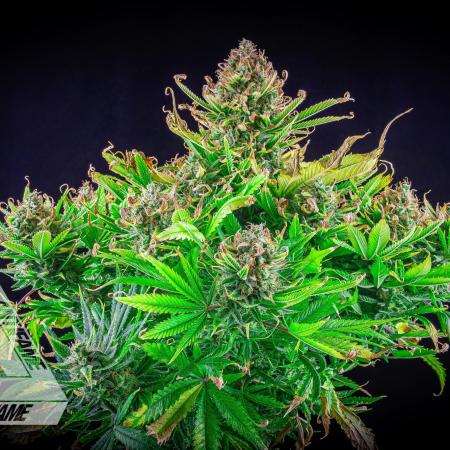 DIVINE SEEDS - Auto Black Opium