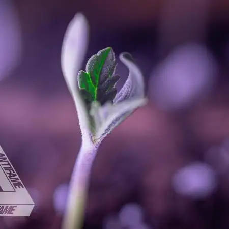 IZI SEEDS - Grandpa Zombie genetics fem2