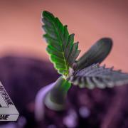 IZI SEEDS - Grandpa Zombie genetics femB