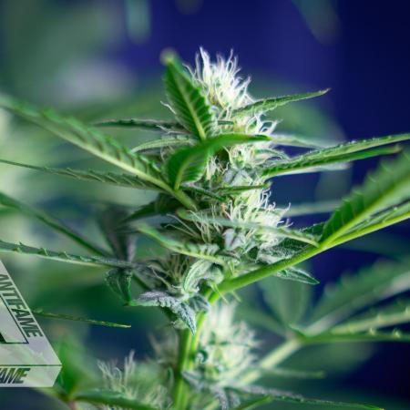 DIVINE SEEDS - Auto Divine Rapier