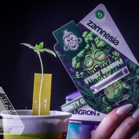 ZAMNESIA - Sticky Broccoli - EGC 2026 Y