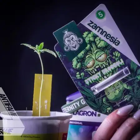 ZAMNESIA - Sticky Broccoli - EGC 2026 Y