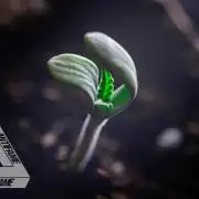 IZI SEEDS - Grandpa Zombie genetics fem1