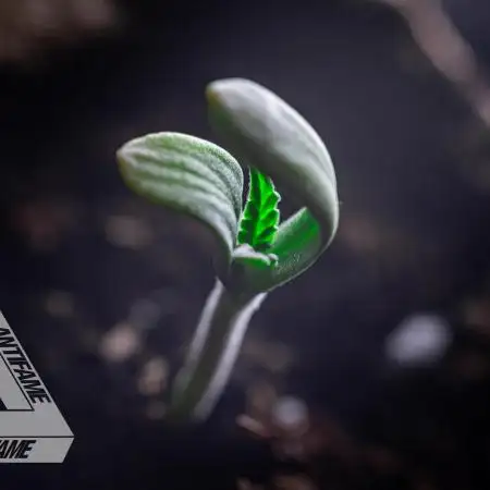 IZI SEEDS - Grandpa Zombie genetics fem1