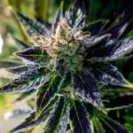 DIVINE SEEDS - Auto Black Opium