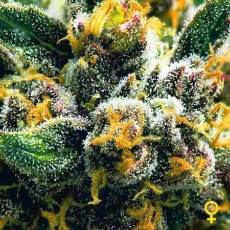 DIVINE SEEDS - Auto Northern Lights