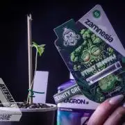 ZAMNESIA - Sticky Broccoli - EGC 2026 W