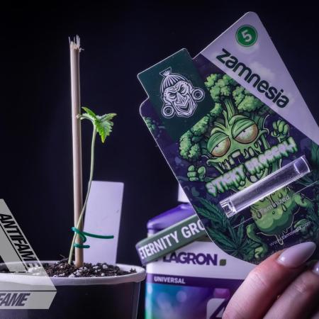 ZAMNESIA - Sticky Broccoli - EGC 2026 W