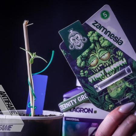 ZAMNESIA - Sticky Broccoli - EGC 2026 B